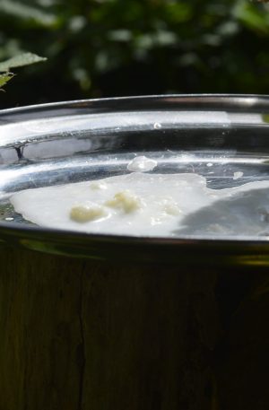 Frische Kefir aus eigener Fertigung 20 gramm