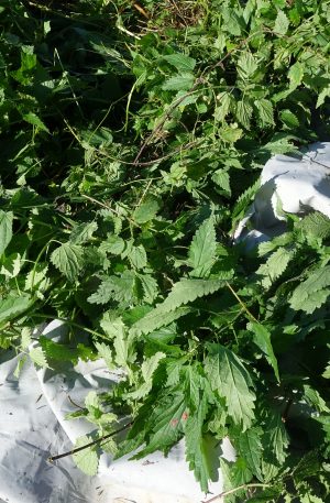 Brennnesseltee, Brennnessel,