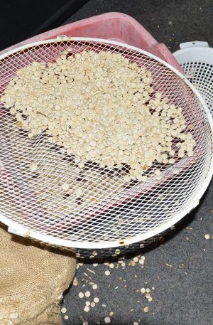 Süßlupinen aus biologischem Anbau 500 Gramm