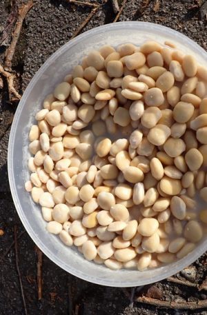 Lupinprotease unsere fermentierte Lupine