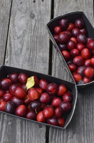 Kirschpflaumen, frisch vom Baum, naturbelassener Anbau,