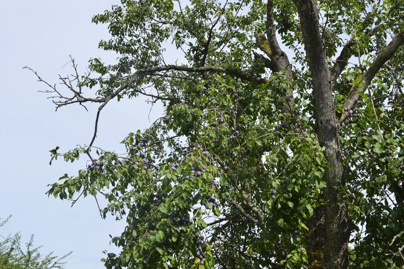 Pflaumen, Zwetschgen, frisch vom Baum, naturbelassener Anbau, – Bild 2
